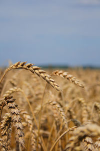 Close-up of stalks in wheat field against sky