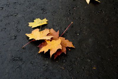 High angle view of maple leaves on street