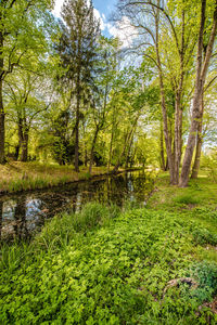 Scenic view of lake in forest