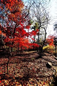 Close-up of red tree