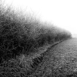 Scenic view of field