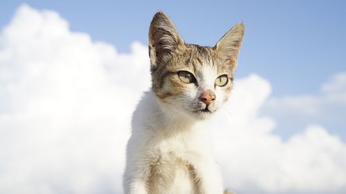 Low angle view of cat against sky