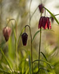 Fritillary