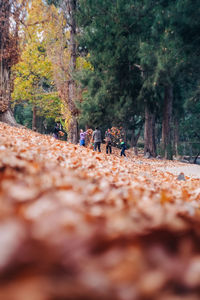 People walking on footpath during autumn