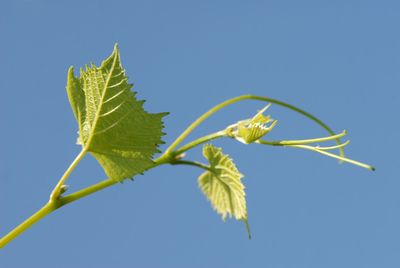 Close-up of plant against clear blue sky