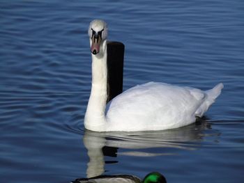 Close-up of swan swimming on lake