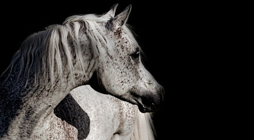 Close-up of arabian horse standing outdoors