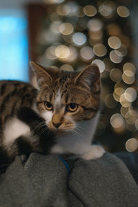 Portrait of cat relaxing on bed at home