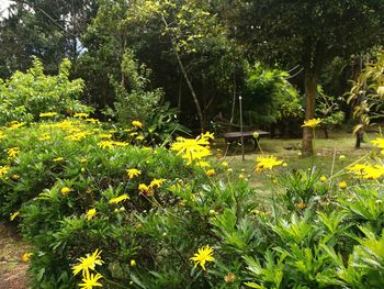 Flowers blooming in park