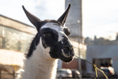 Close-up of a llama