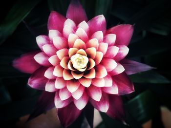 Close-up of pink flower