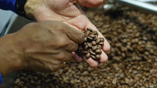 Cropped hand of man holding chestnuts