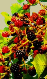 Close-up of red berries on tree