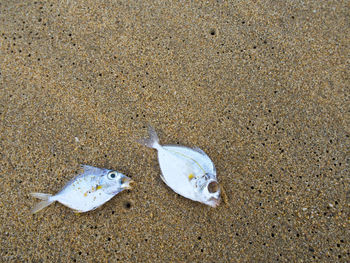 High angle view of fish swimming in sea