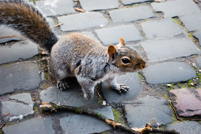 High angle view of squirrel on footpath