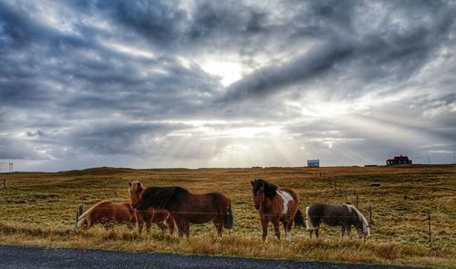 Horses grazing on field against cloudy sky