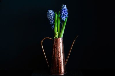 Close-up of purple flower in vase against black background