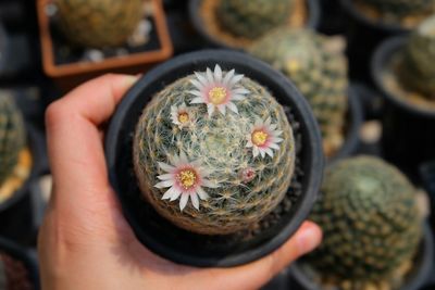 Cropped hand holding potted plant