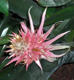 Close-up of pink flowers