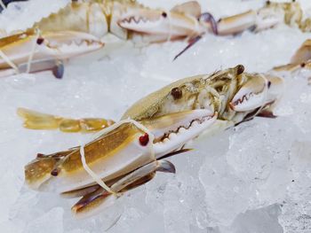 Fresh crab on ice for sale in thailand market