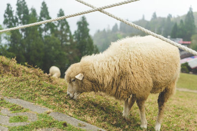 Sheep grazing on field