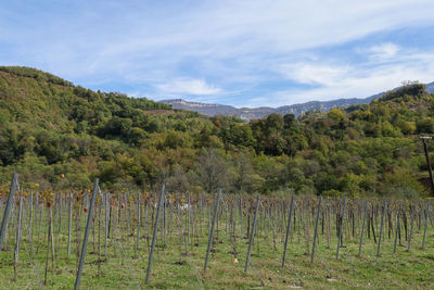 Scenic view of vineyard against sky