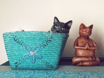 Cat in straw bag at home