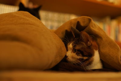 pet