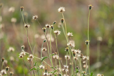 Close-up of wilted flowers on field