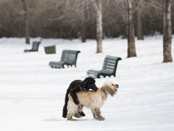 Black dog with muzzle jumping on a sable cocker in a dog park