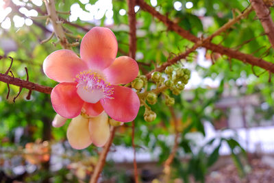 Close-up of pink cherry blossoms