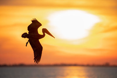 Low angle view of silhouette bird flying against sky during sunset