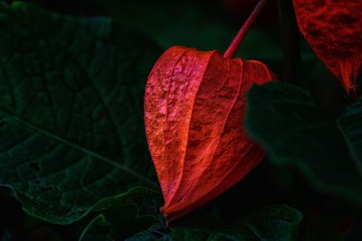 Close-up of red leaves on plant