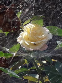 Close-up of yellow rose flower