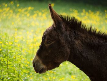 Close-up of horse on grass