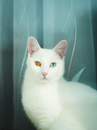 Close-up portrait of white cat