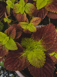 High angle view of plant leaves