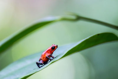 Close-up of frog on leaf