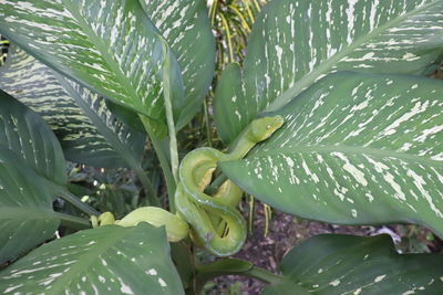 Close-up of wet plant