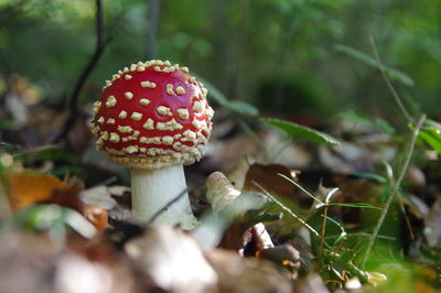 Close-up of fly agaric mushroom on field