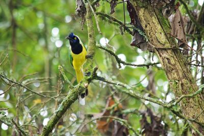 Low angle view of bird perching on branch