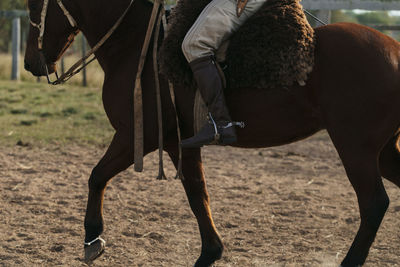 Low section of horse on field