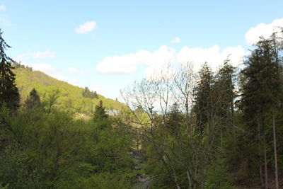 Plants growing on land against sky