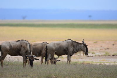 Horses grazing on grassy field