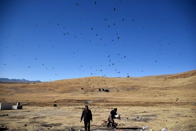 Birds flying over desert against clear blue sky