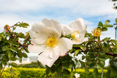 Close-up of white flowering plant against sky