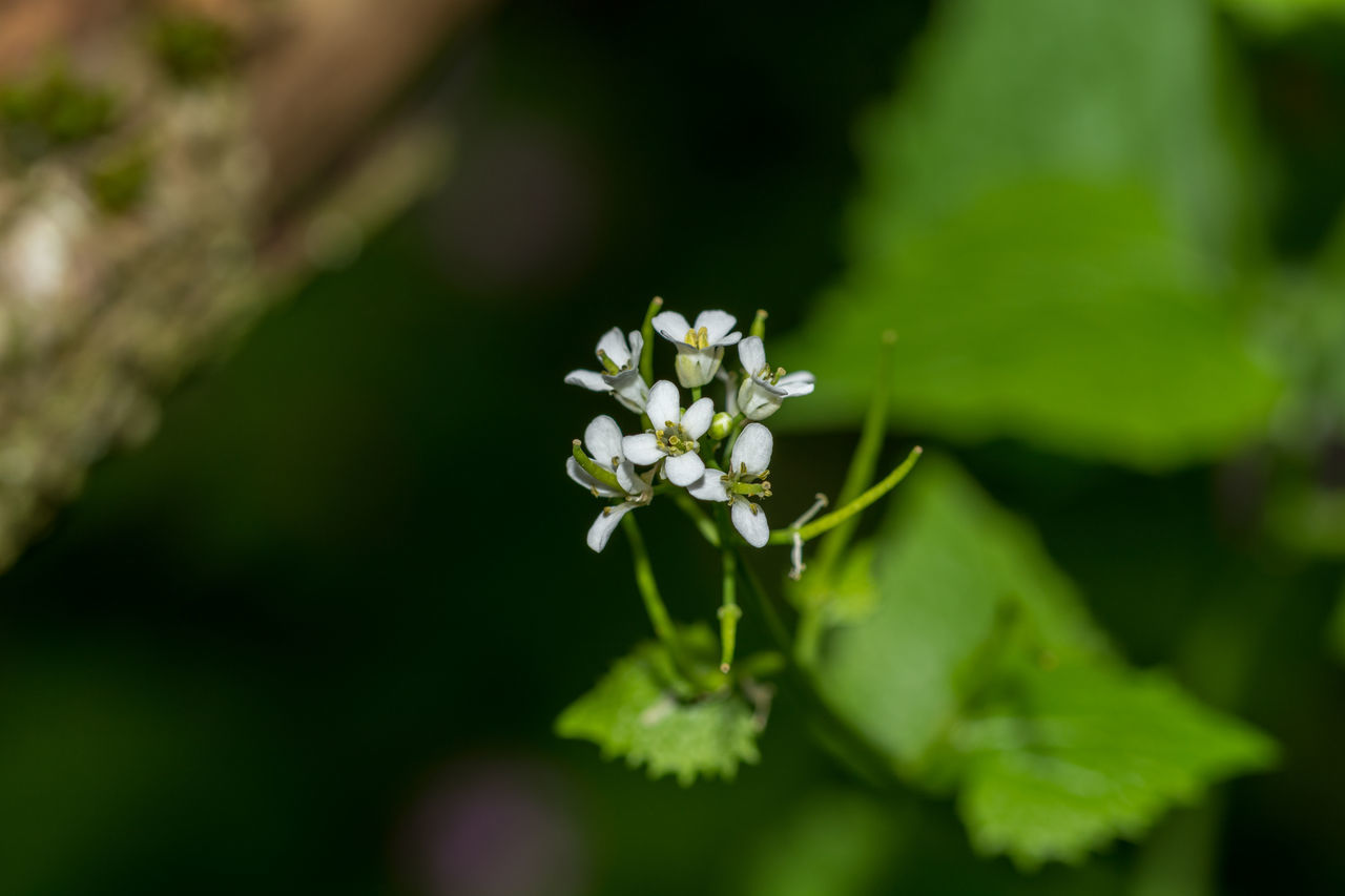 Knoblauchsrauke (Alliaria petiolata)