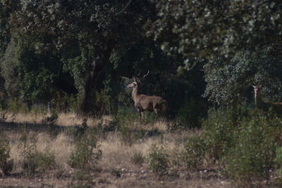 Deer standing in a forest