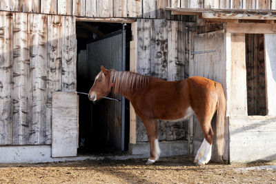 Side view of horse standing against wall