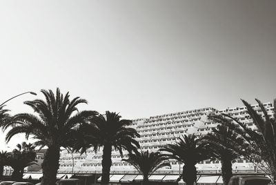 Palm trees against clear sky